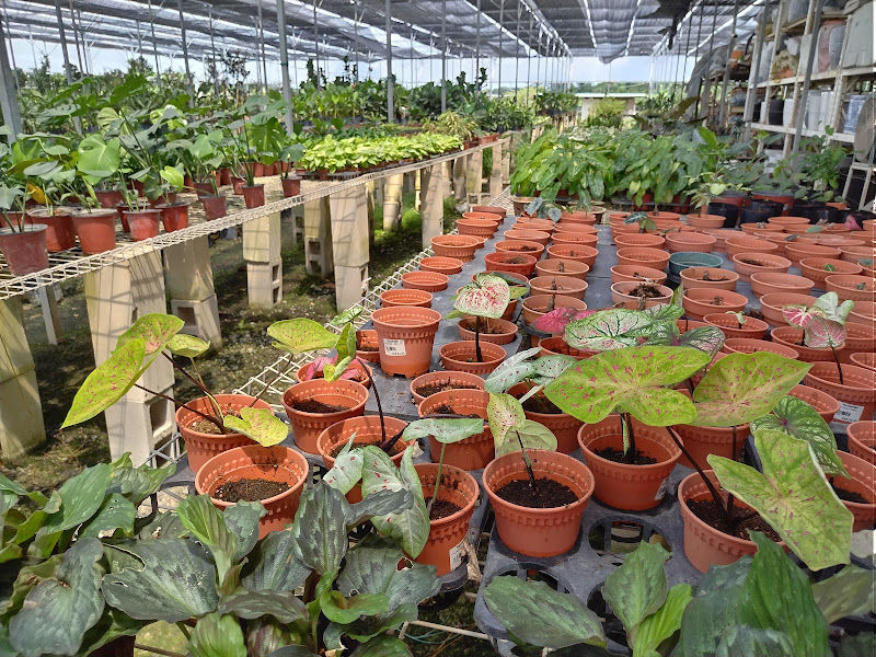 Mr Garden Nursery & Landscape