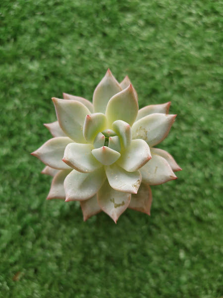 SLS 多肉屋 - Succulent Land Supplier gallery