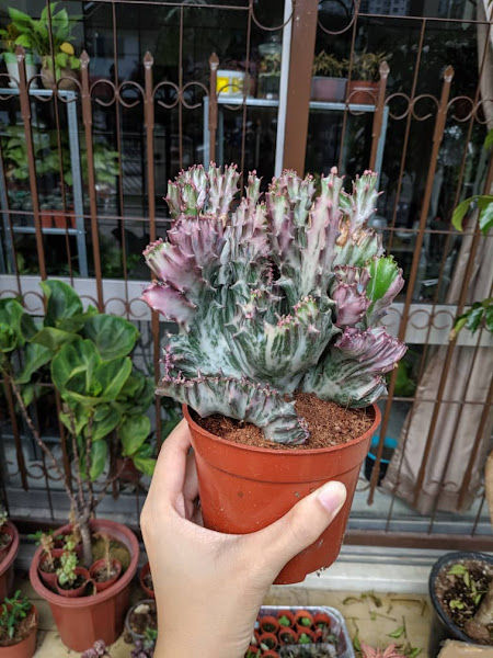 Tomoland Plant Nursery gallery