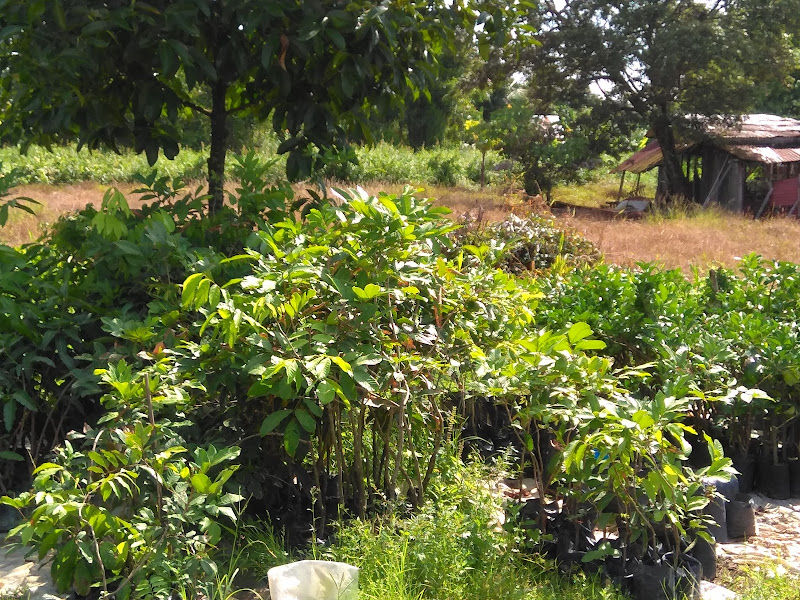 Ah Khoon Botanical Nursery gallery