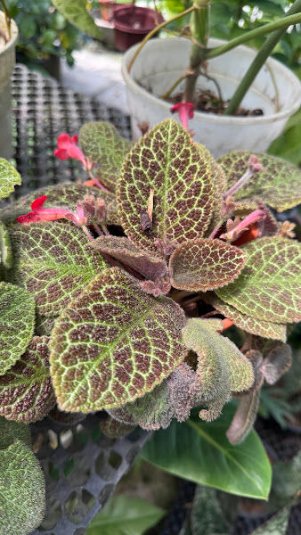 Ben Choo Nursery gallery