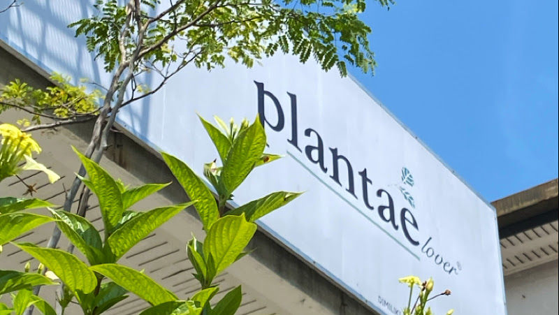 Plantae Lover - Urban Plant Shop gallery