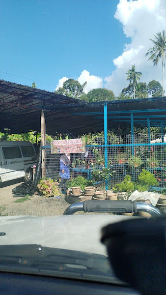 Nursery bunga salsabila gallery