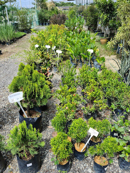 Mr Garden Nursery & Landscape gallery