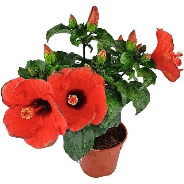 Cahaya Hijauan gallery