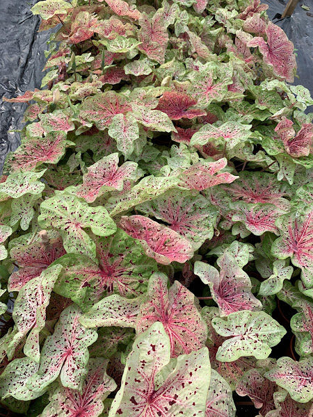 Teoh Yong Meng Nursery gallery