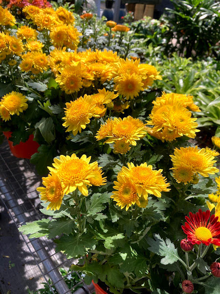 C&O Plants(Garden Plus Enterprise) gallery