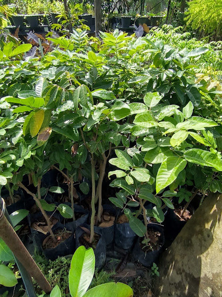 BEE HIN NURSERY (美兴花园) gallery