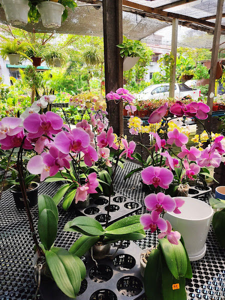 qpacks Nursery Kuala Lumpur & Landscape Specialist Malaysia