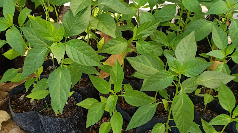 Nurseri Pokok Dusun Tua (Delivery Kuala Lumpur & Selangor) gallery