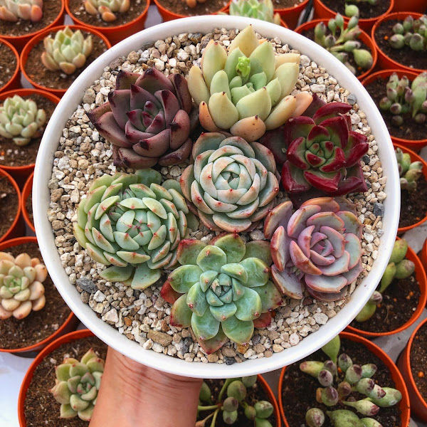Succulent Shop gallery