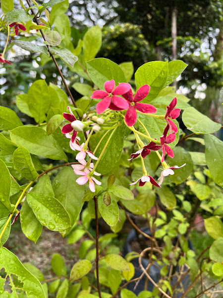 Fong Brothers Nursery and Landscaping gallery