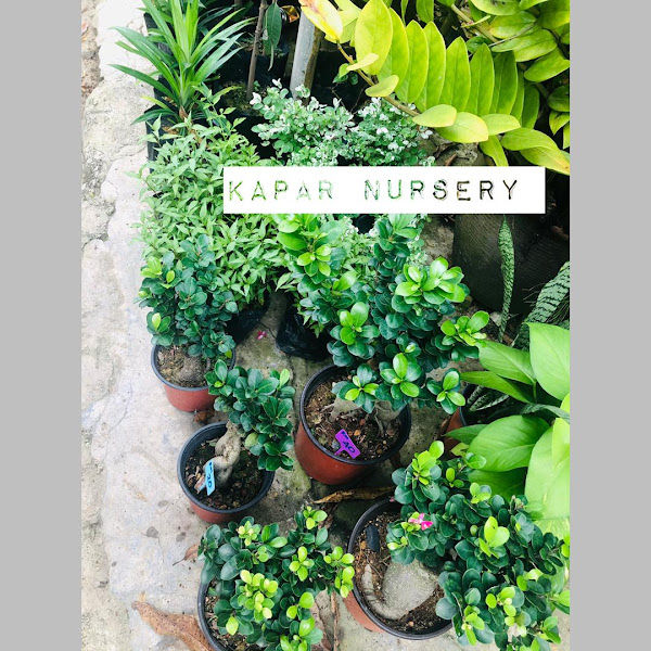 KAPAR NURSERY