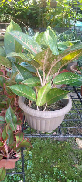 SERI INDAH NURSERY @ROAD2ROD gallery