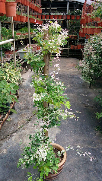 Porcelain Floral Centre gallery