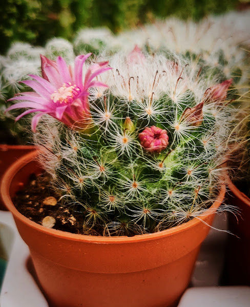 Lee Nursery & Bonsai Centre gallery