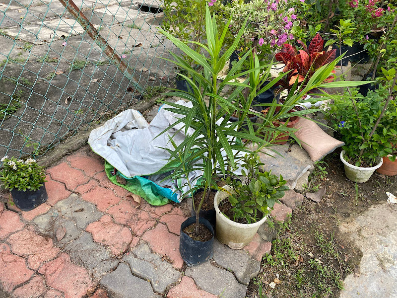 Azlin Nursery gallery