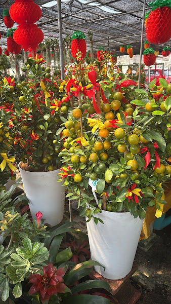 Chea Ngai Hoong Nursery Sdn Bhd