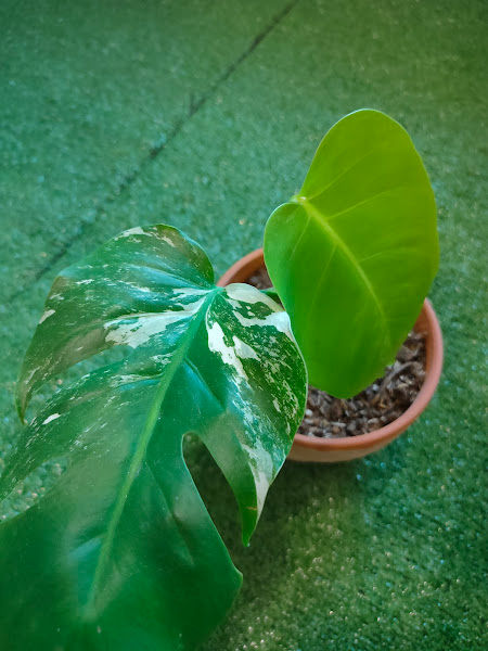 ECOLAND NURSERY PLANT gallery