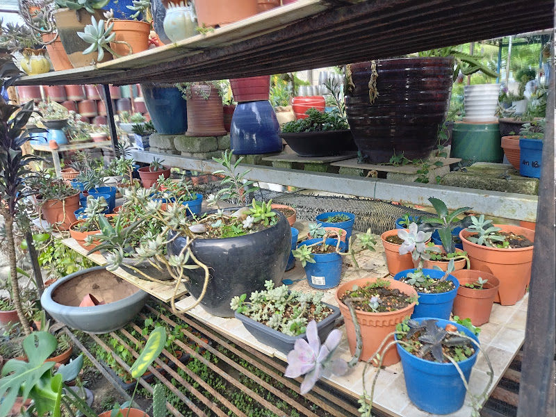 Jing Garden Nursery