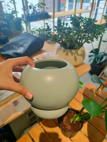 Adadaun Plant Shop gallery