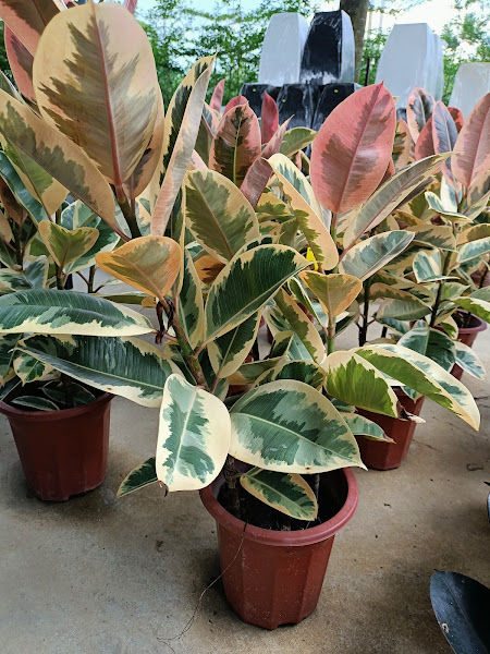 Brother Plants Nursery gallery