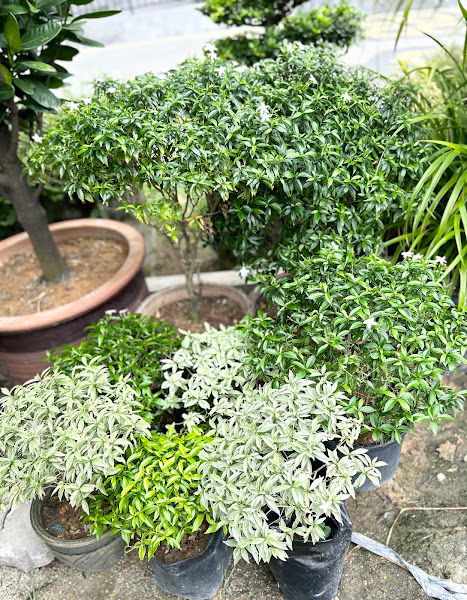 Adrita Garden 2 gallery