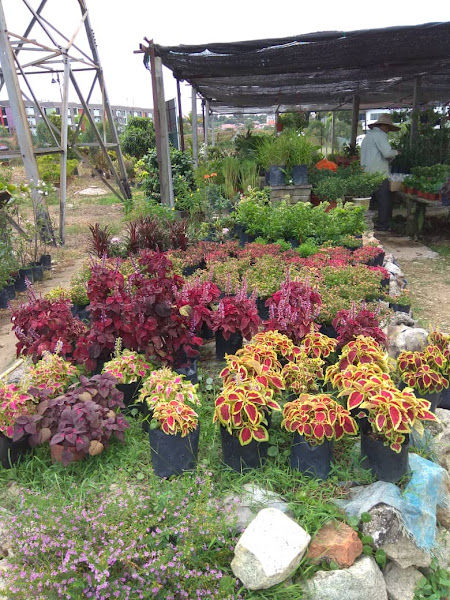 Chung Lim Garden gallery