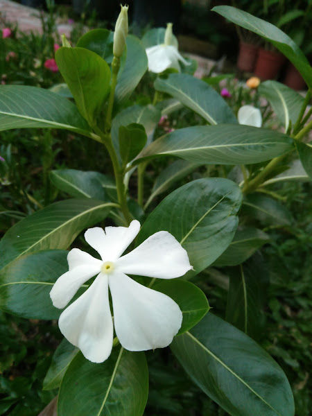 Green Garden Nursery gallery