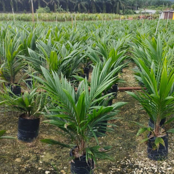 Rompin Sawit Trading PK gallery