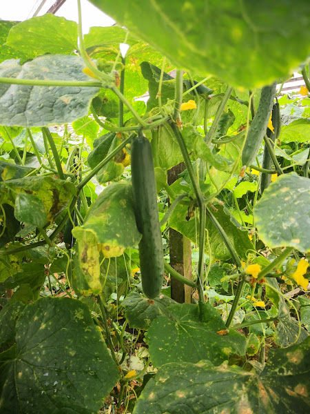 Suan Mokkh Garden gallery