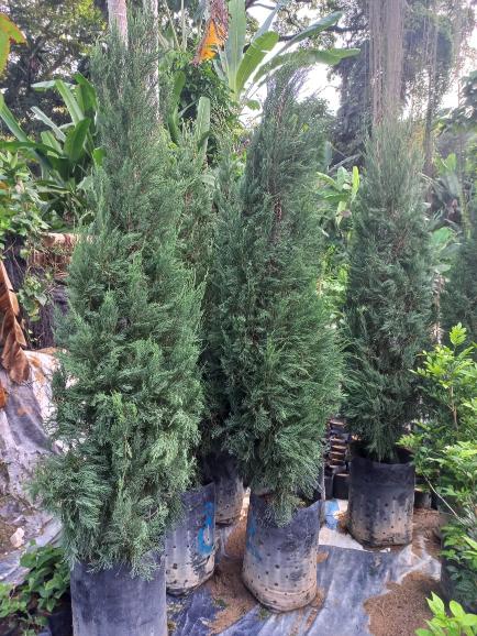 Pizul enterprise gallery