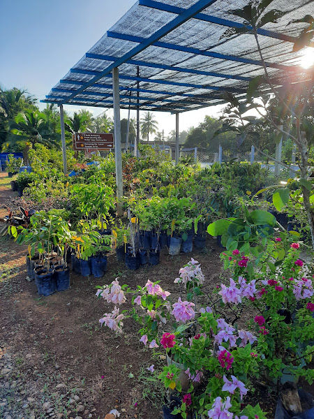 CitaTani Nursery gallery