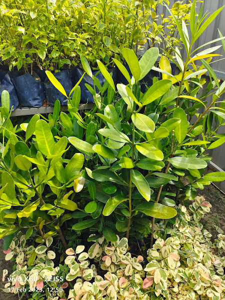 GREENLANE POTPLANT NURSERY gallery