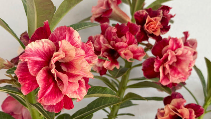 Plant Lover Malaysia | 花花公子 gallery