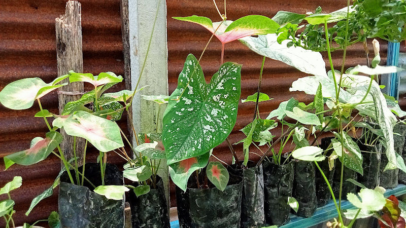 Novaniz Mega Resources gallery