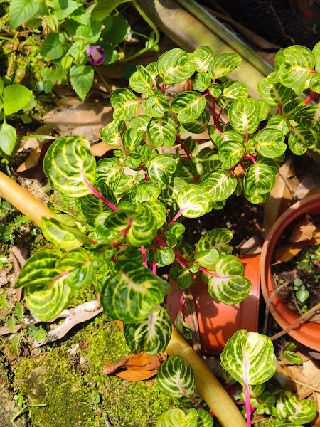 Bemban Nursery 望万花艺 gallery