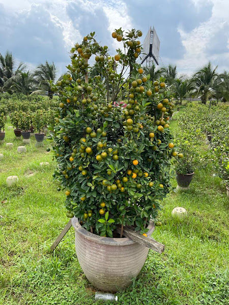 Forest Wong Landscape gallery