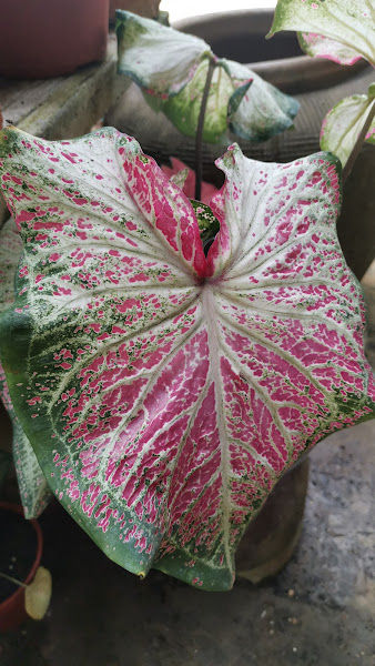 C&C Podocarpus Nursery & Landscape gallery