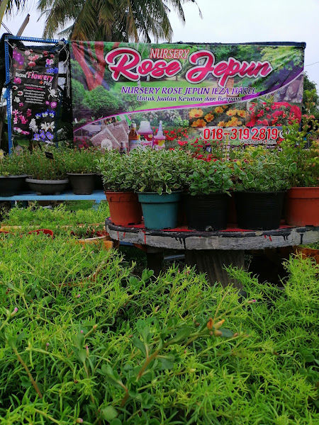 Nursery Rose Jepun Ieza Harel gallery