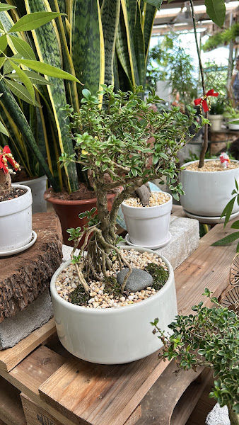Grootz Nursery gallery