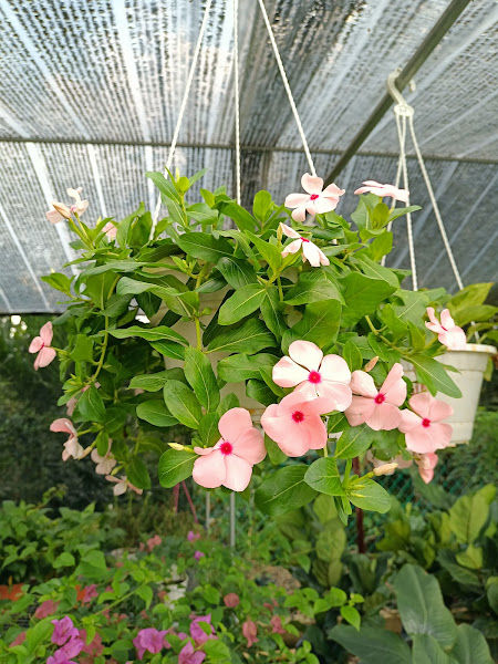 Brother Plants Nursery gallery