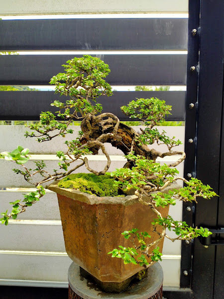 K&K Bonsai (盆栽，园艺及手工艺术） gallery