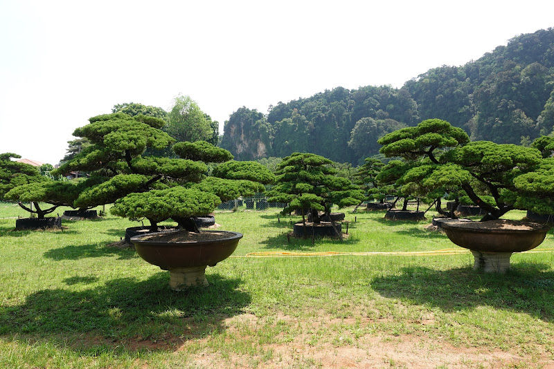 Poh Wah Bonsai Art Garden