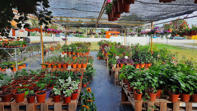 Blooms Nursery & Gallery gallery