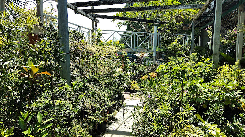 Chai Soon Nursery gallery