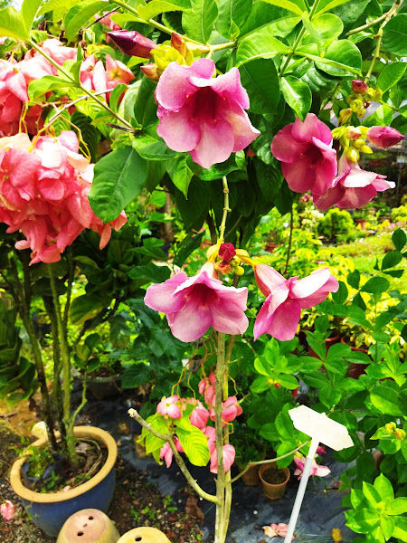 Soon Nursery Gardening gallery