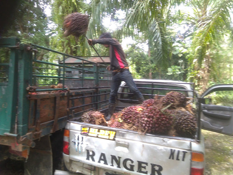 Telok Bakong Fig Garden