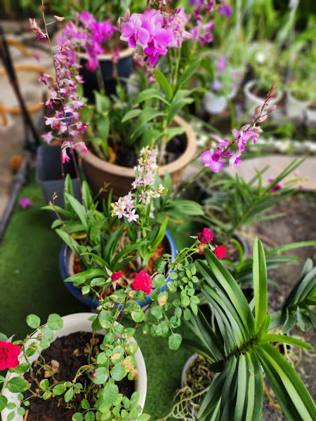 NURSERY NEK CAMI ICAM gallery