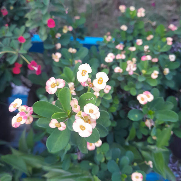 Nursery Garden Flora Kasih gallery